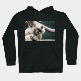 White-Cheeked Gibbon Hoodie